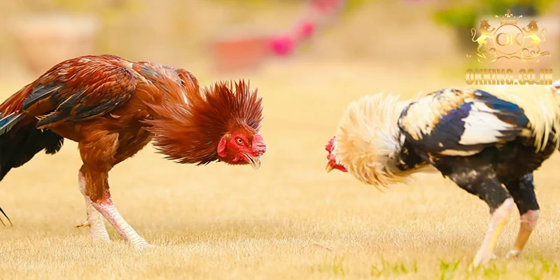 Các sản phẩm kê đấu tiêu biểu