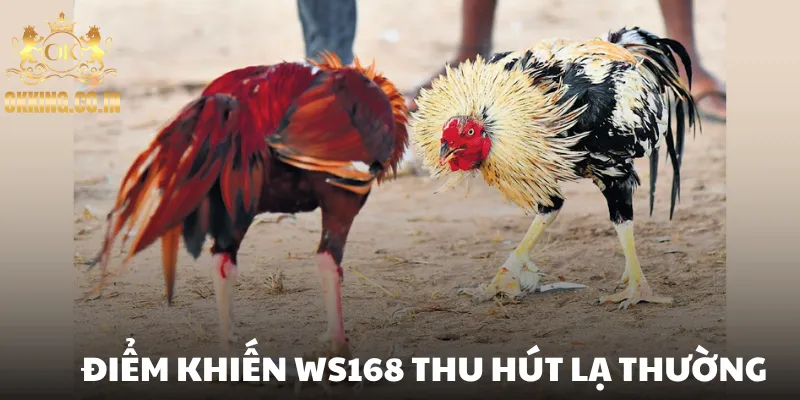 Điểm khiến WS168 thu hút lạ thường